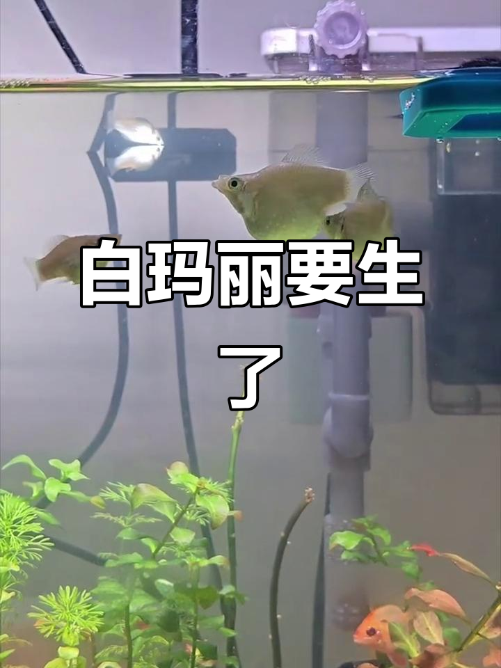 白玛丽即将生产，公母鱼恩爱互动全程记录