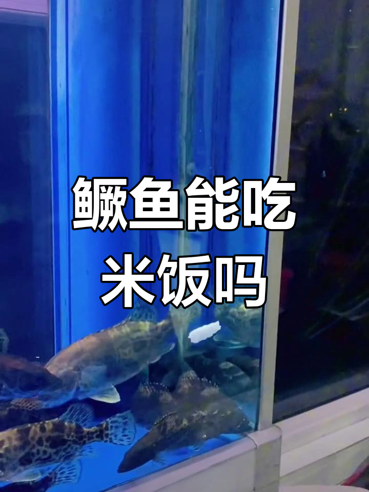 鳜鱼竟然吃米饭,这还能长个吗?