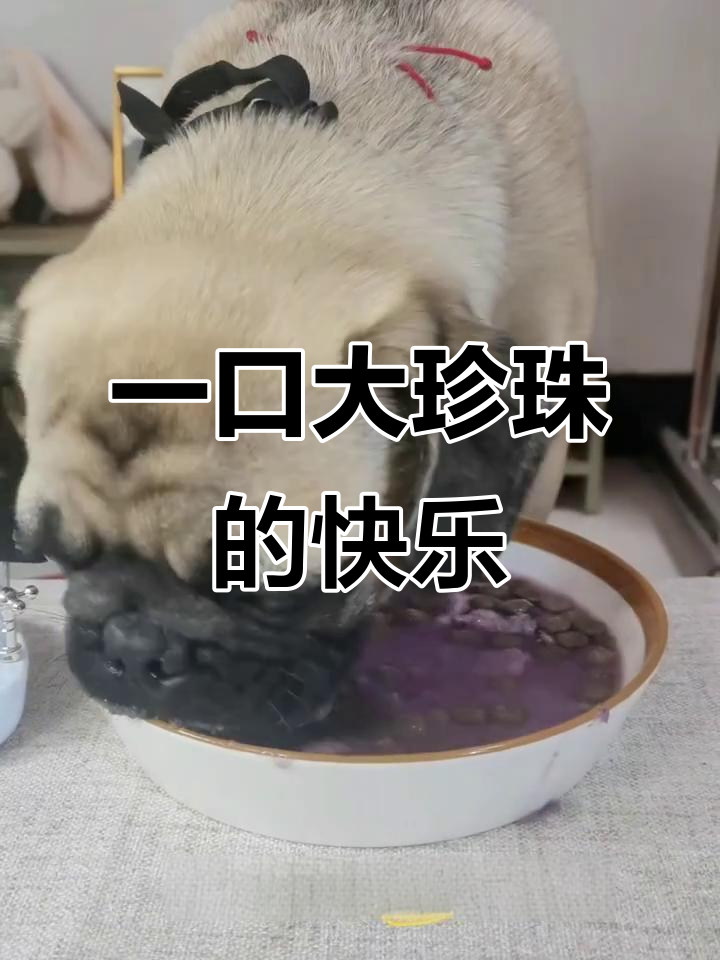 干饭狗一口气喝完芋泥珍珠奶茶,停不下来!