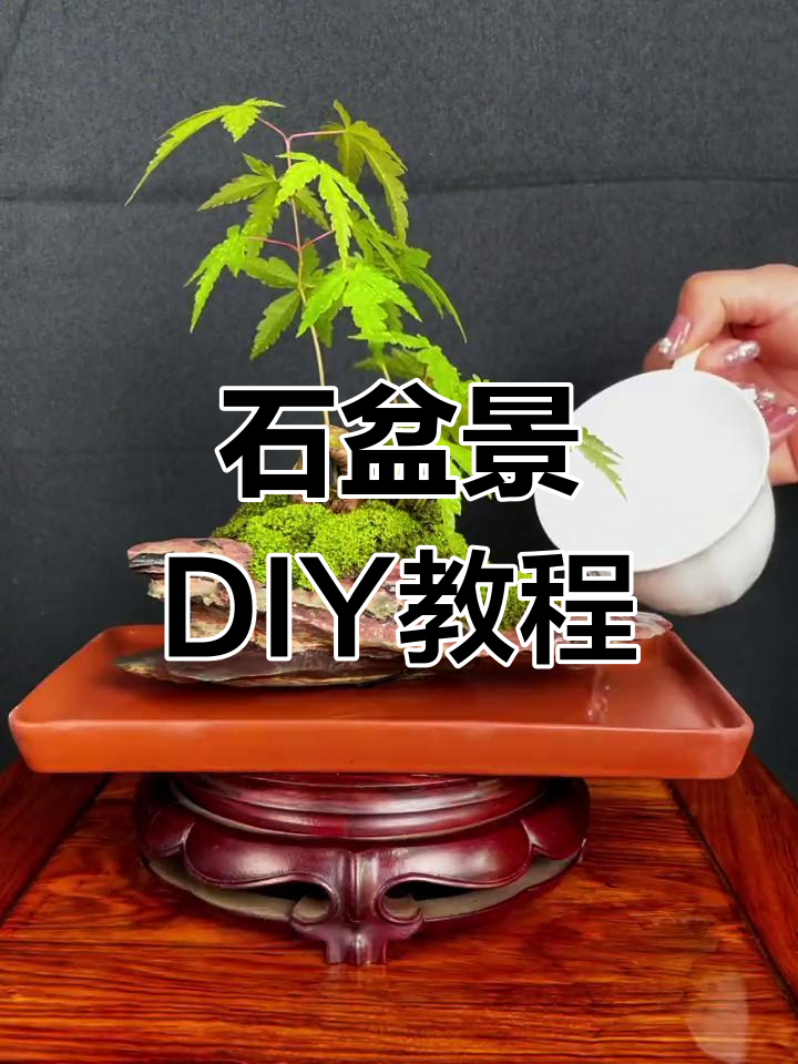 石头盆景制作技巧,打造微型景观