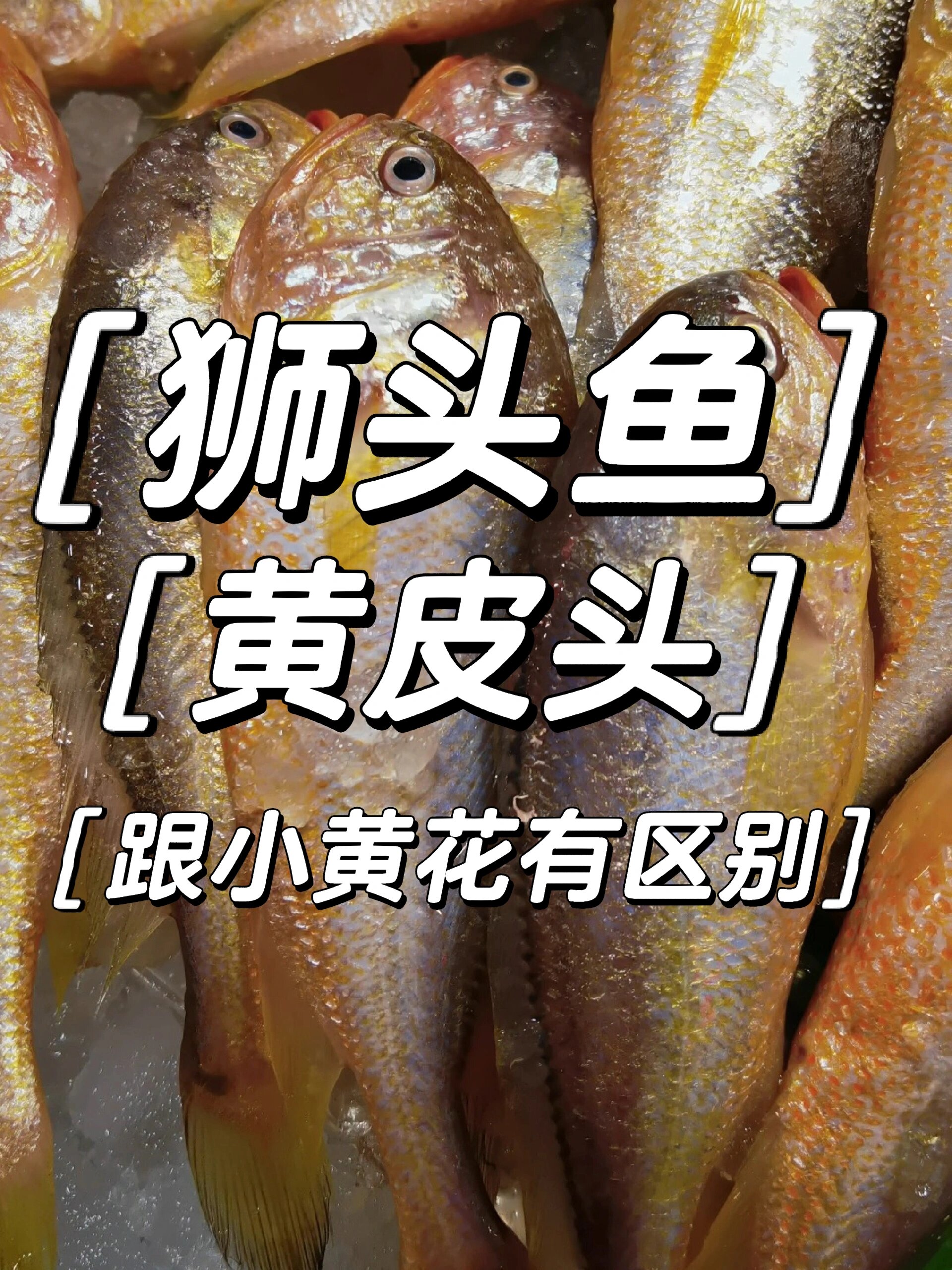 狮头鱼 也叫黄皮头 跟小黄花鱼有区别