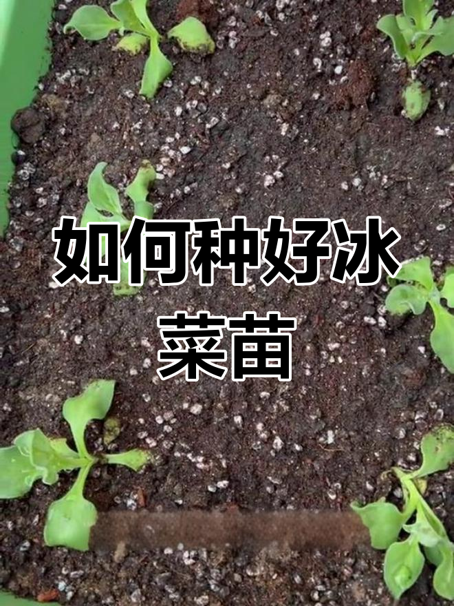 冰菜苗种植技巧,轻松学会