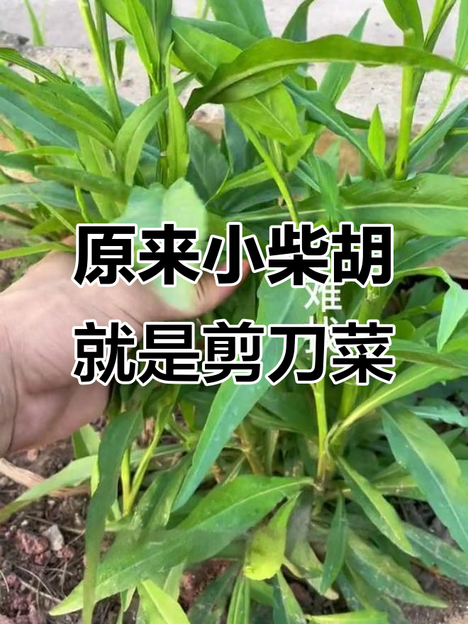 小柴胡竟是农村剪刀菜,看看你吃过吗?
