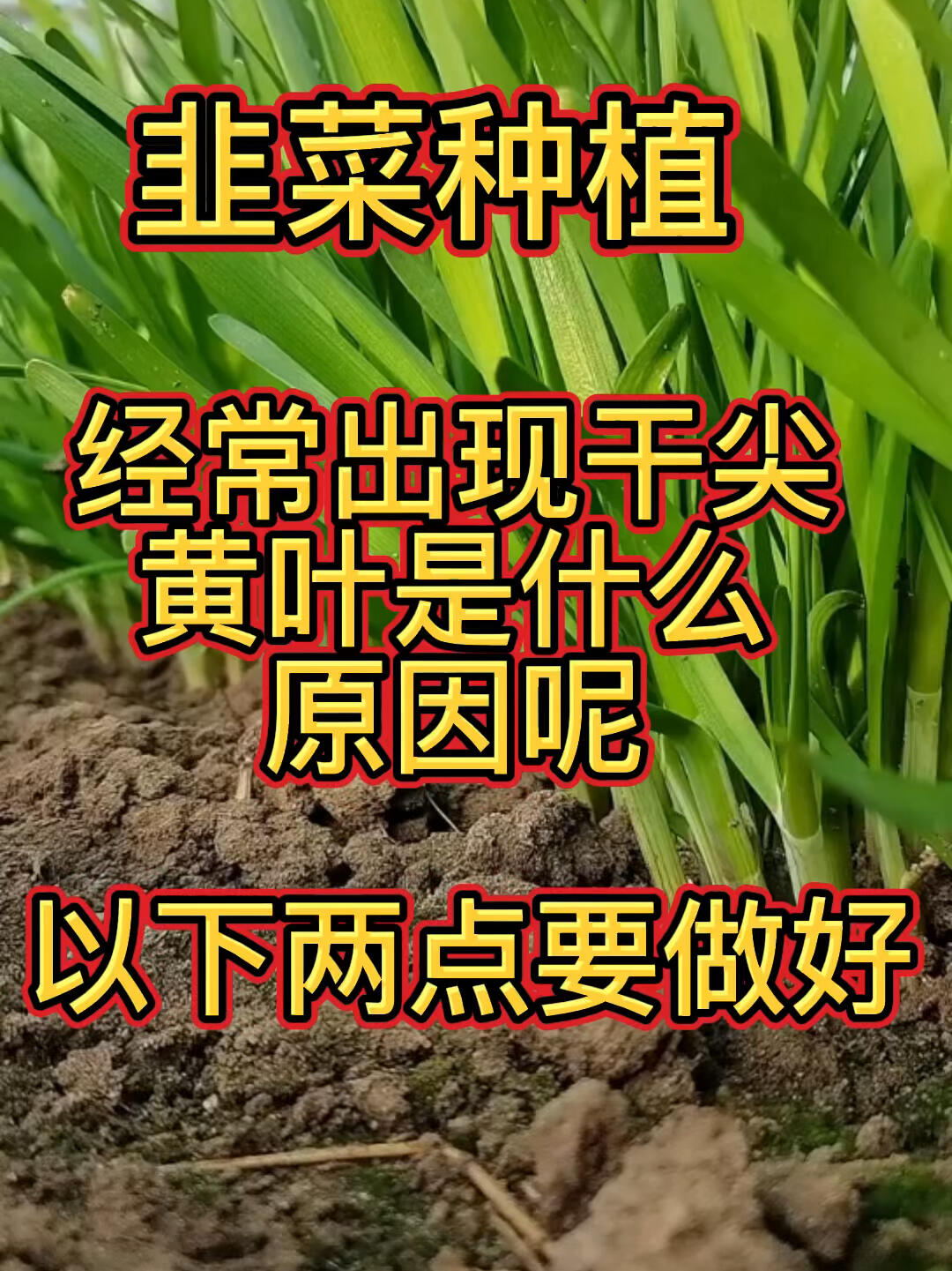 韭菜种植经常出现干尖黄叶是什么原因呢
