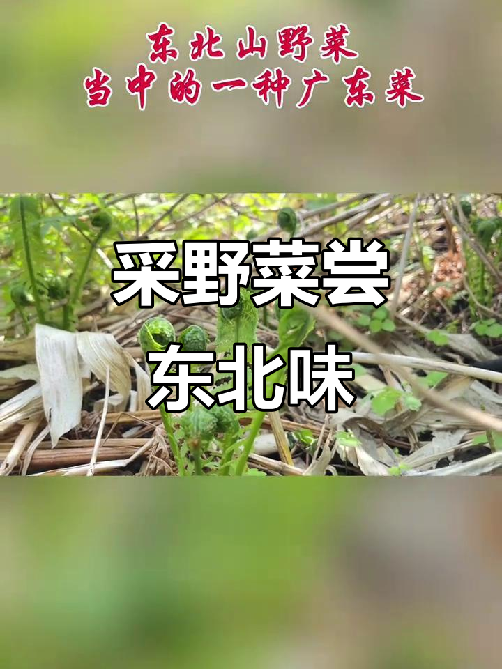 东北广东菜大揭秘,农村野菜的独特风味