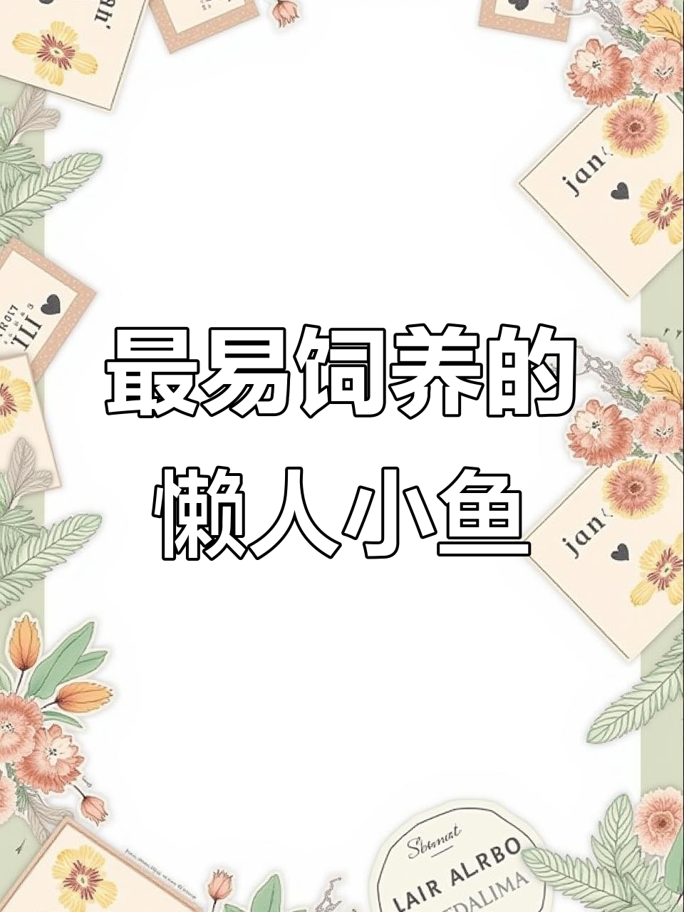 适合懒人养的鱼,无需打氧过滤轻松养