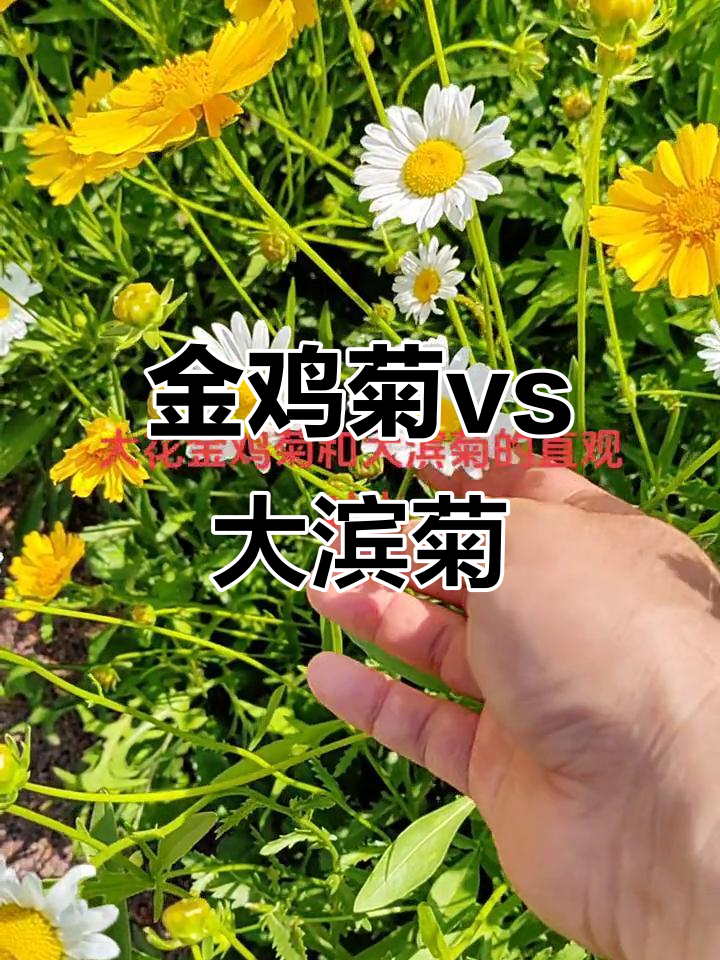 大花金鸡菊与大滨菊的叶片对比,细节差异一目了然