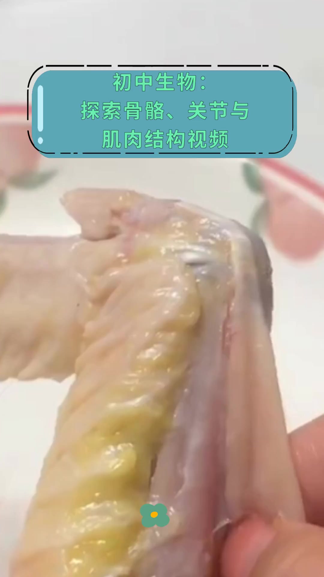 初中生物:探索骨骼、关节与,肌肉结构视频