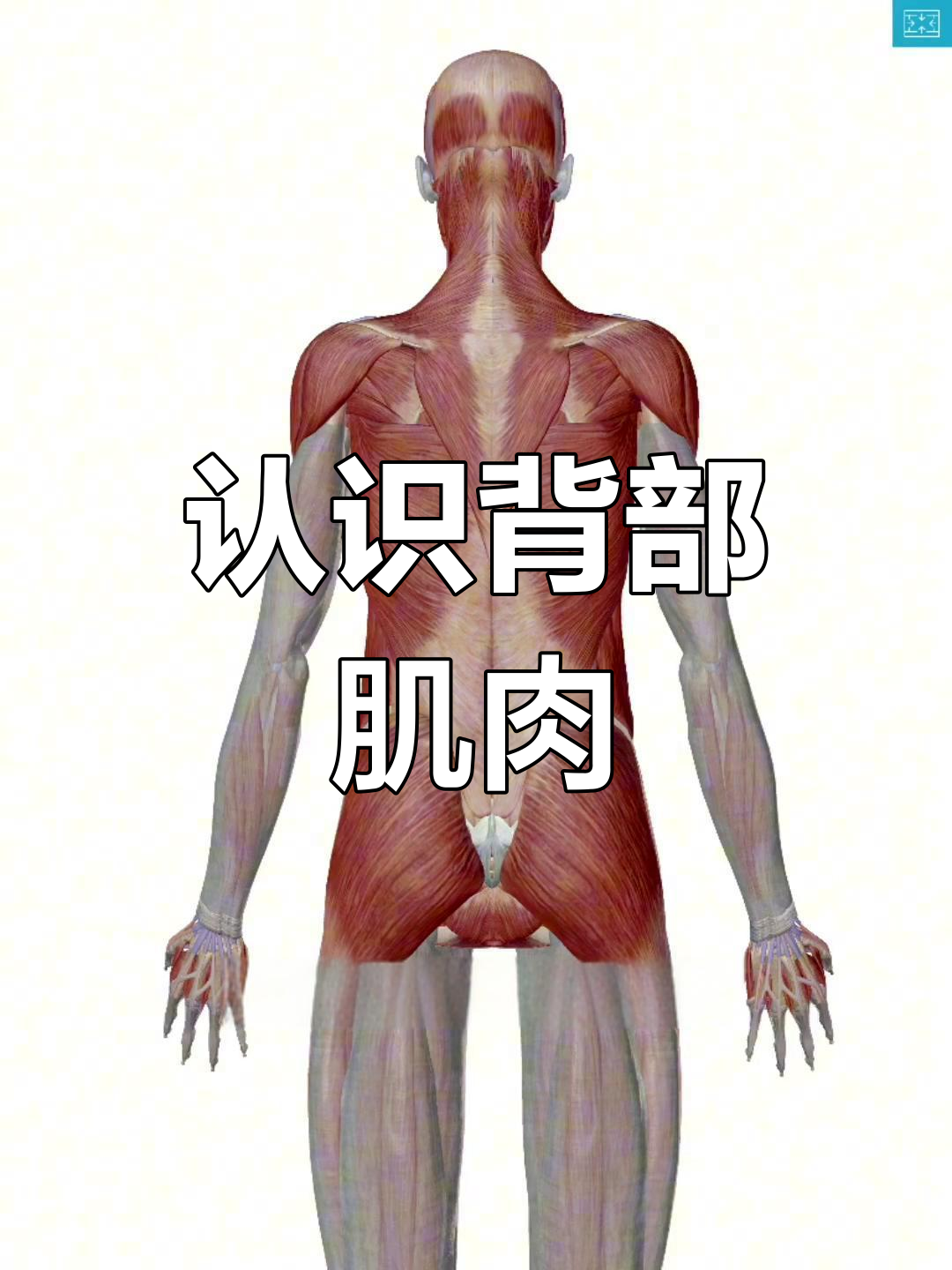 背部肌肉全解析:练对背阔肌,避免耸肩