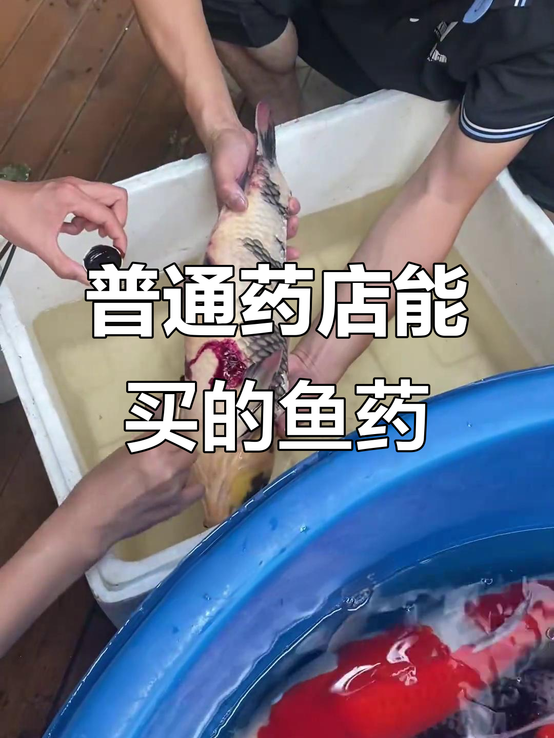 药店常见鱼药大揭秘,锦鲤生病必备药品