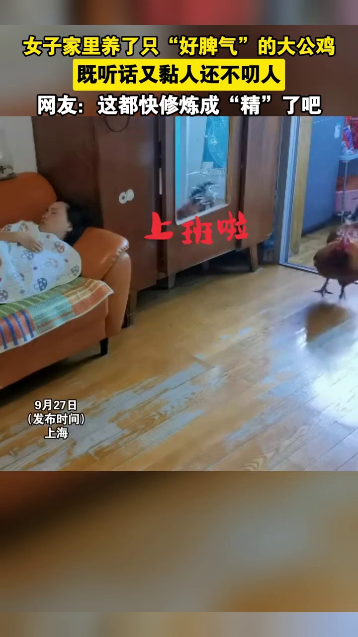 女子家里养了一只公鸡当宠物:本来是买来吃的,养久了听话又黏人