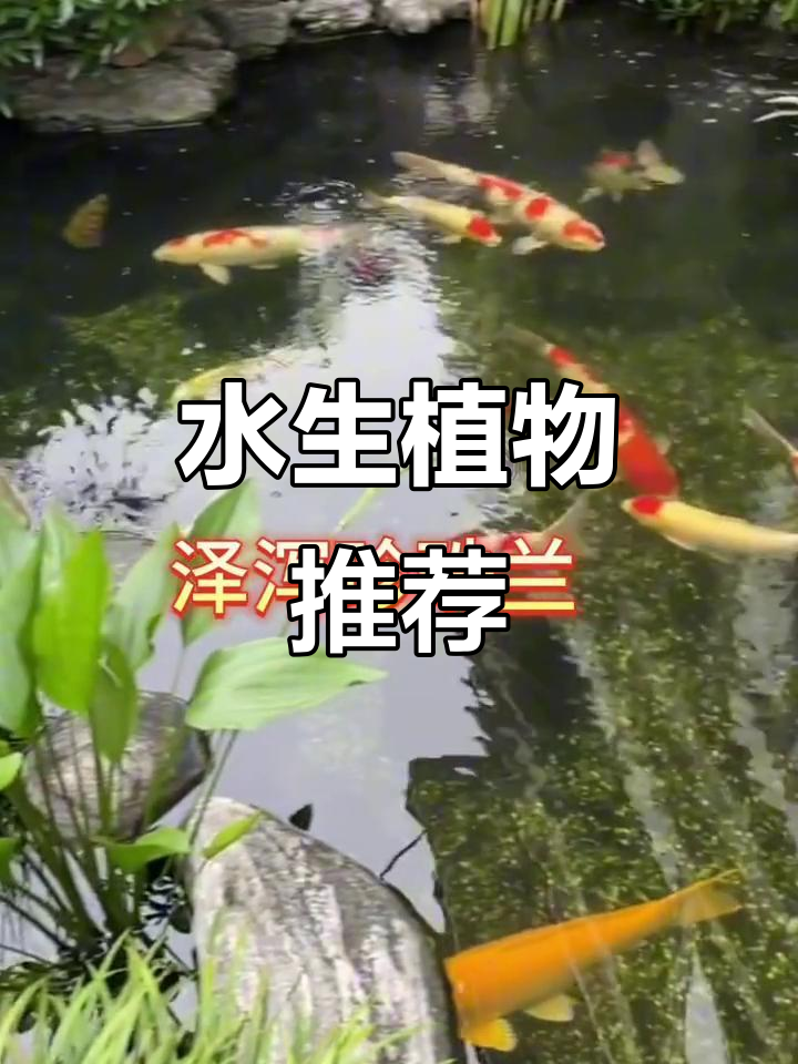 鱼池中适合种植哪些水生植物?