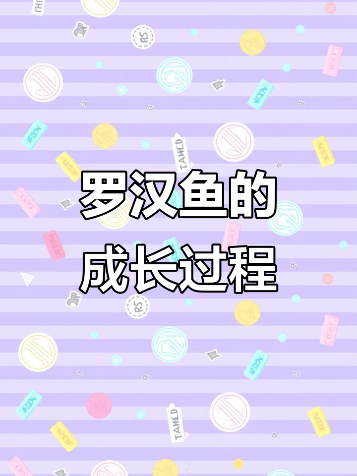 自然环境下成长的罗汉鱼，颜色更鲜艳！