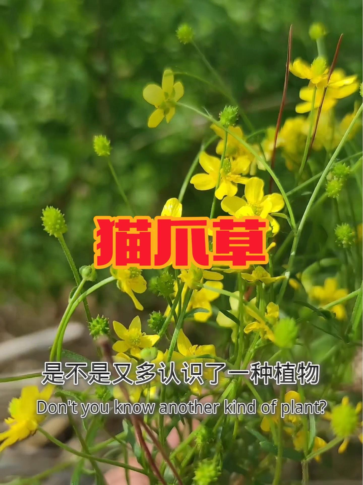 今年巨火无比的种植物,以前有人用它煮水代茶饮,知道为什么吗?特别是出门少,不爱晒太阳的同学