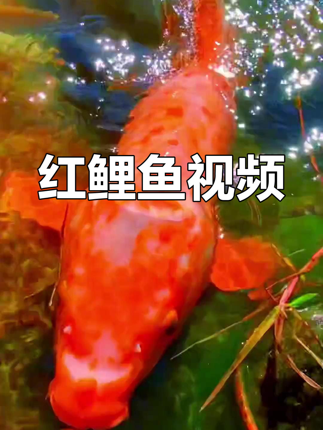 红鲤鱼视频素材展示