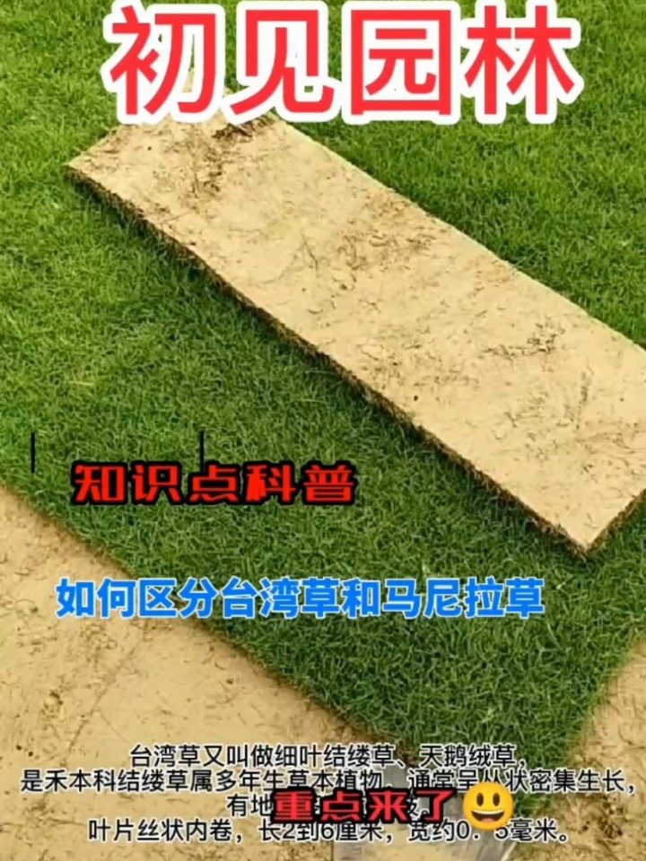 如何区分台湾草和马尼拉