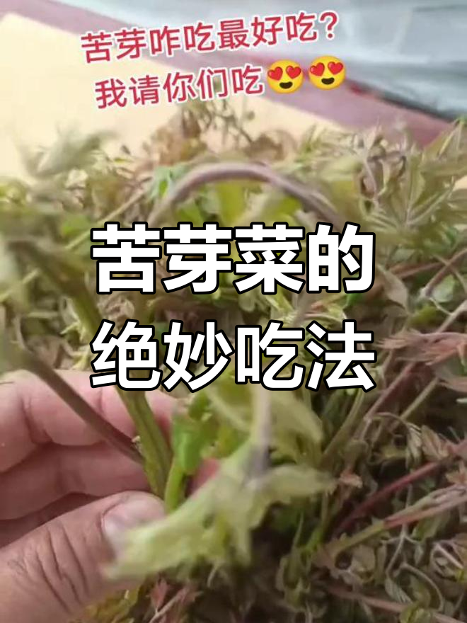 苦芽菜怎么做好吃?试试这些做法,味道超赞!