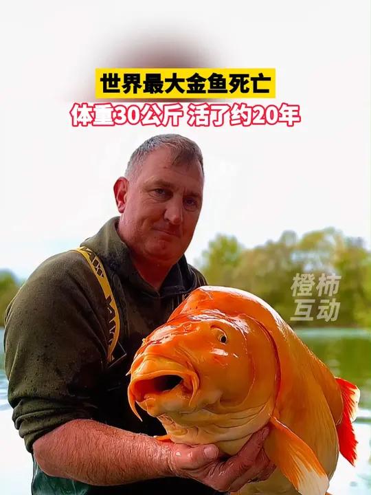 世界最大金鱼死亡,体重30公斤,活了约20年 世界最大金鱼