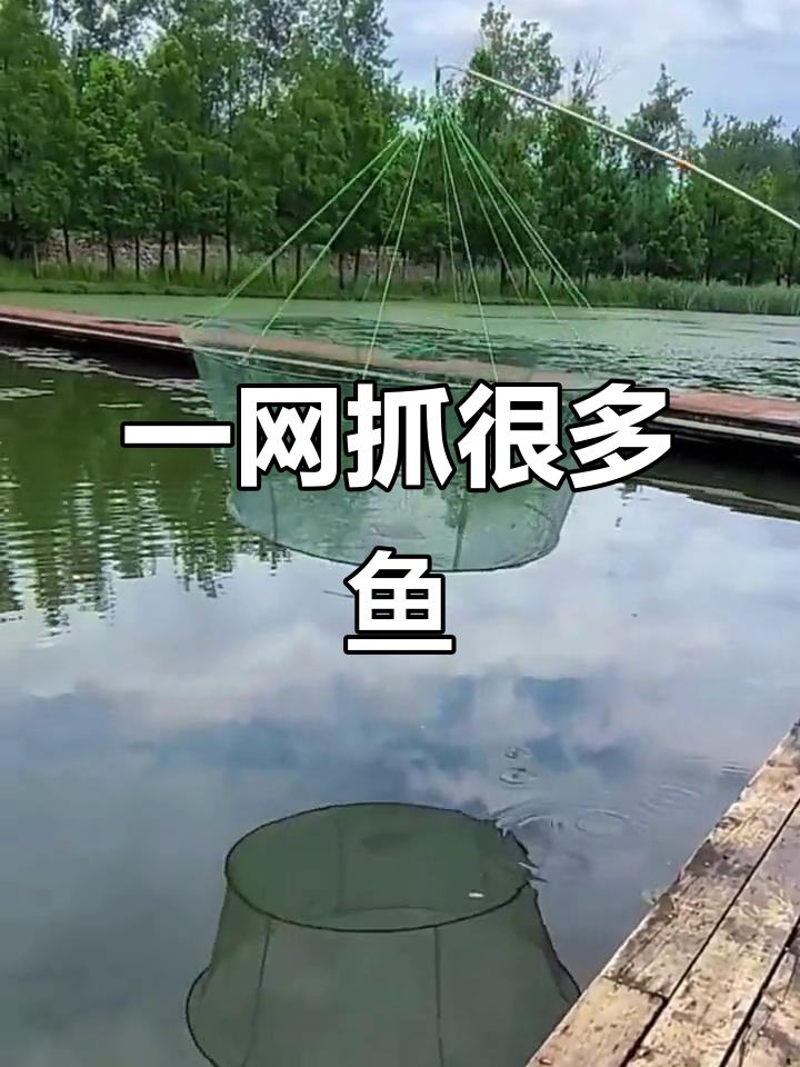 抬网捕鱼大丰收,一网捞满鱼儿