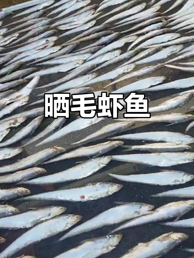 家乡特产毛虾鱼,舌尖上的美味享受