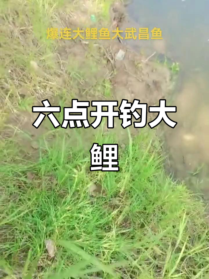 钓鱼人疯狂直播,六点准时开钓大鲤鱼!
