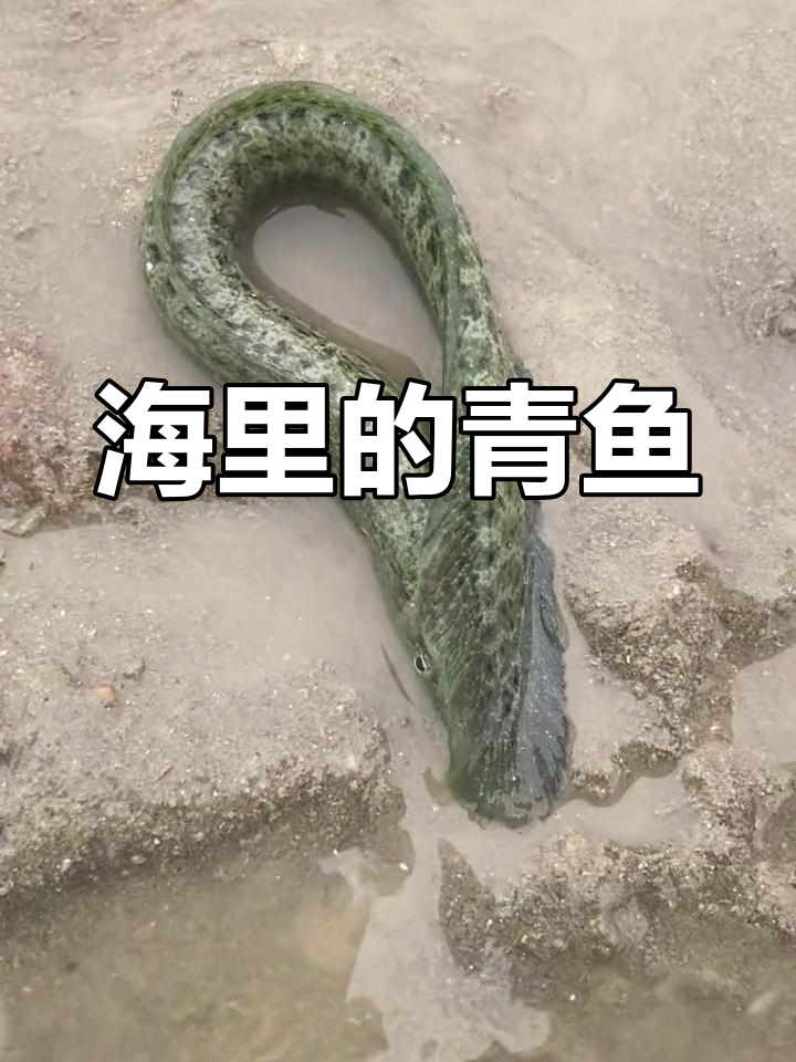 青鱼在海洋中的生活