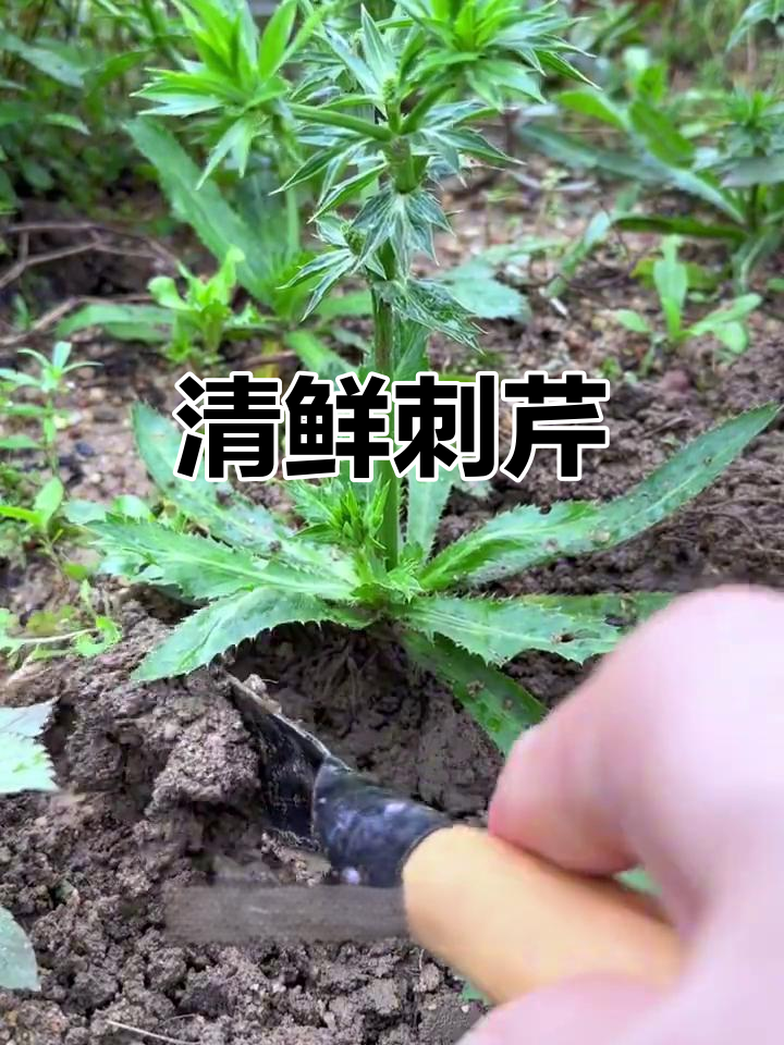 广东广西特产刺芹,清新鲜香堪比芫荽