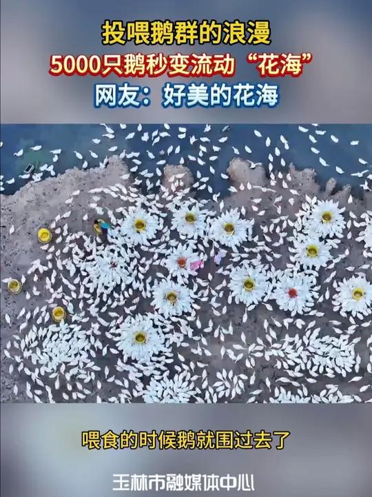 投喂鹅群的浪漫，5000只鹅秒变流动“花海”！