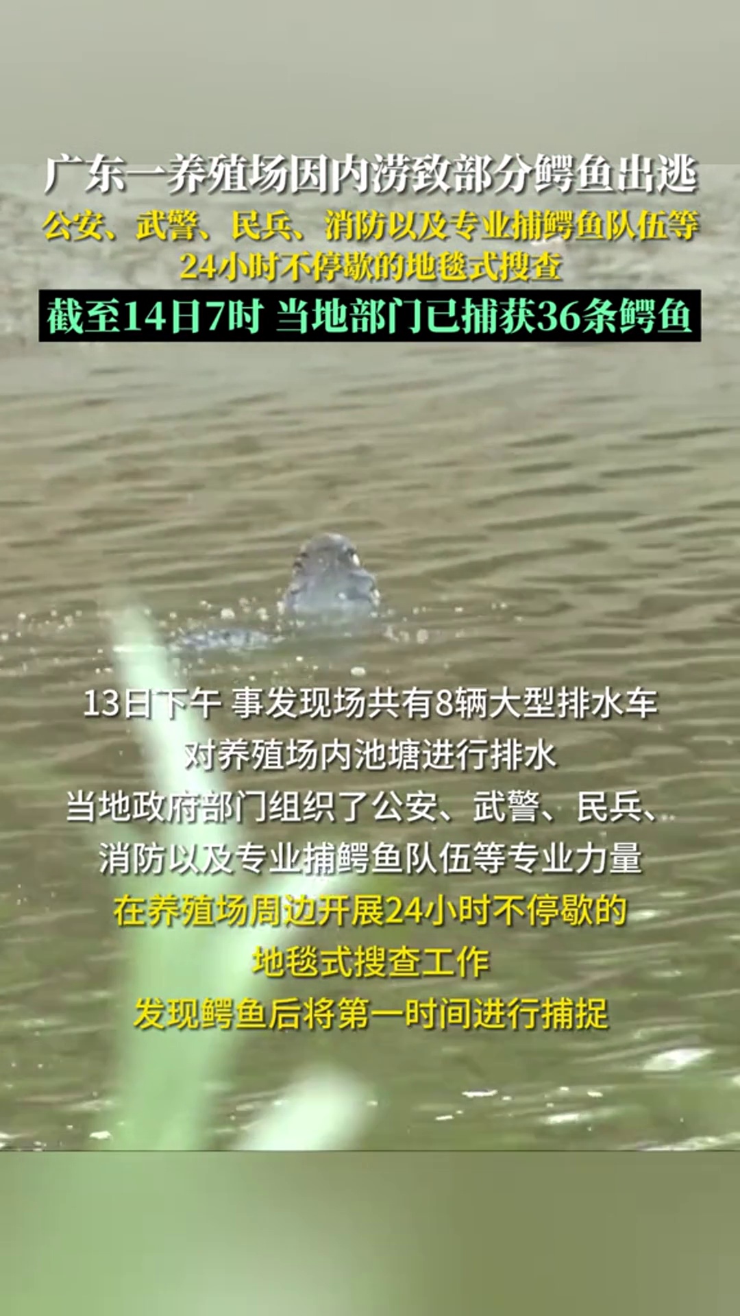 广东茂名一养殖场因内涝致部分鳄鱼出逃 已捕获36条 鳄鱼出逃