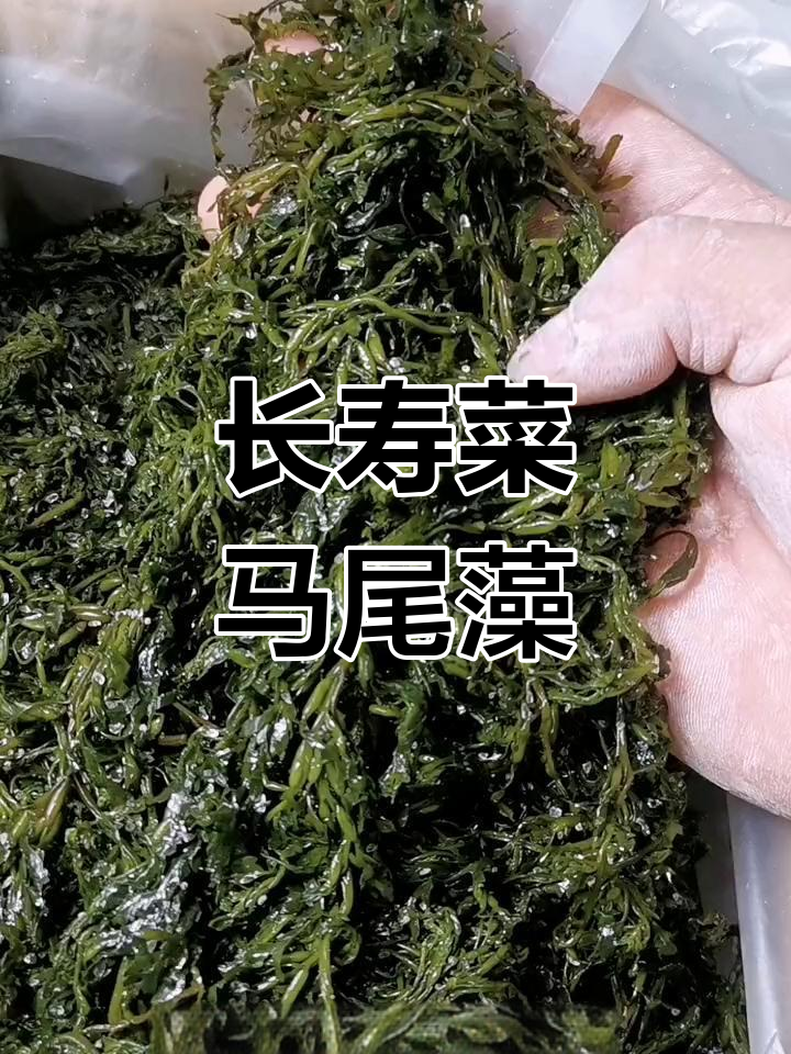 马尾藻:四川火锅必备美味
