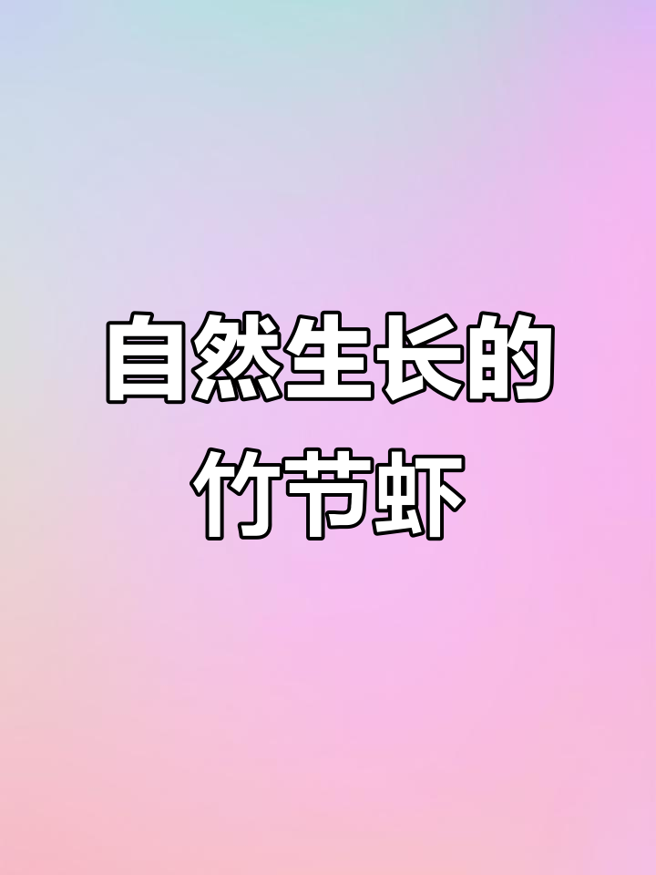 纯野生竹节虾，肉质鲜美结实，与养殖九节虾大不同