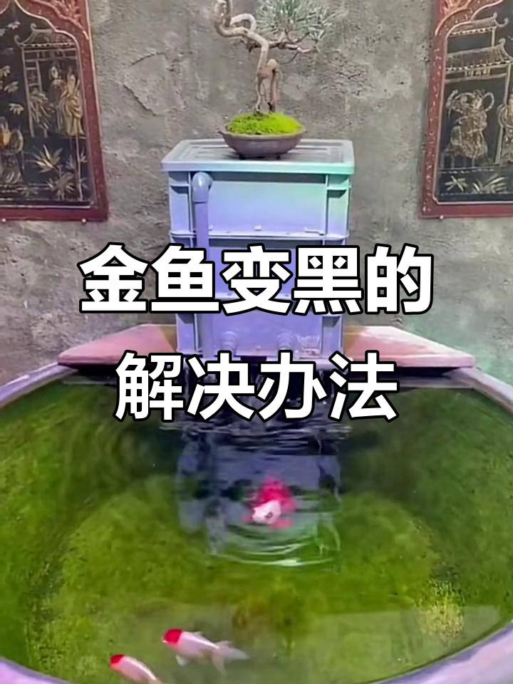 金鱼体表发黑原因及应对方法