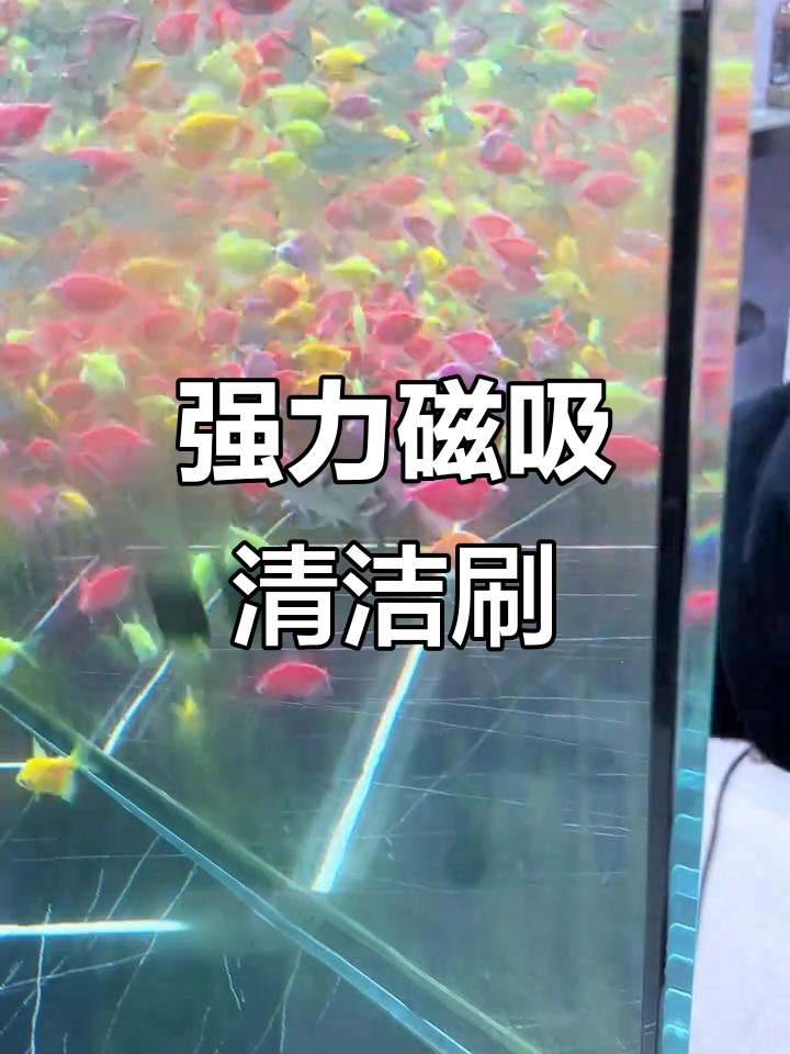 迷你磁力刷,轻松清理鱼缸藻类和污垢