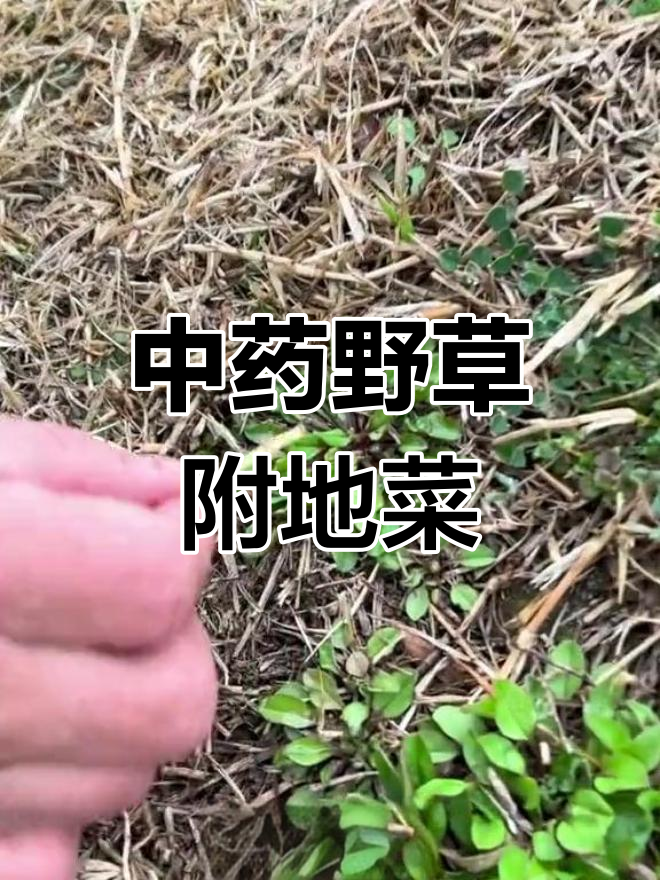 附地菜:中药与蔬菜双重功效