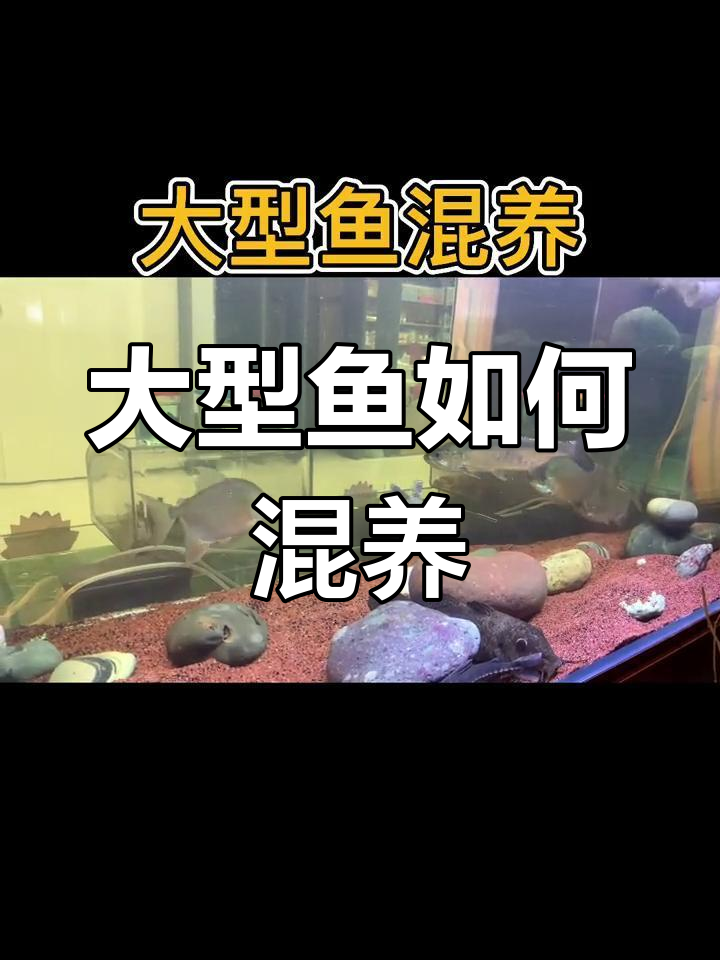 大型鱼混养技巧,掌握和谐共处