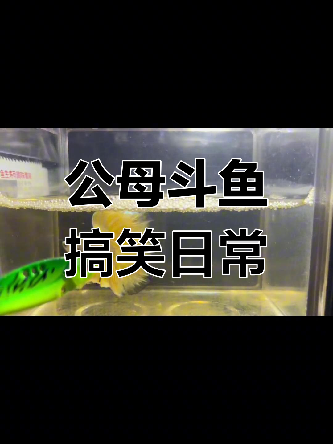 半夜发鱼视频,竟然有这么多网友评论!公母鱼的奇葩配对故事