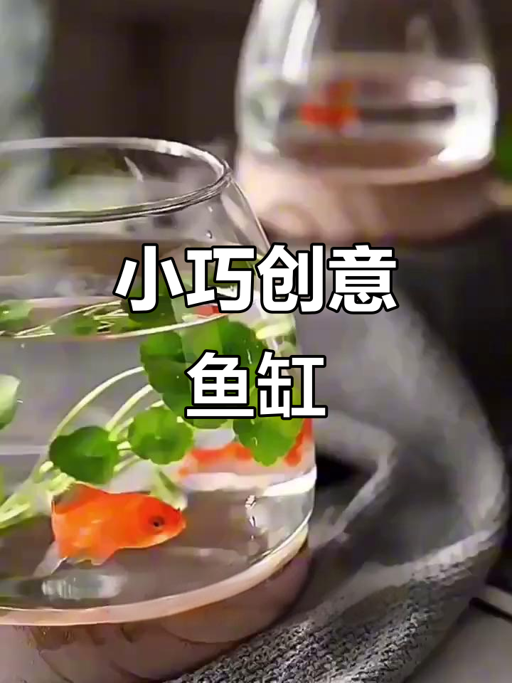创意圆形鱼缸,适合办公室或家居装饰的小型金鱼缸