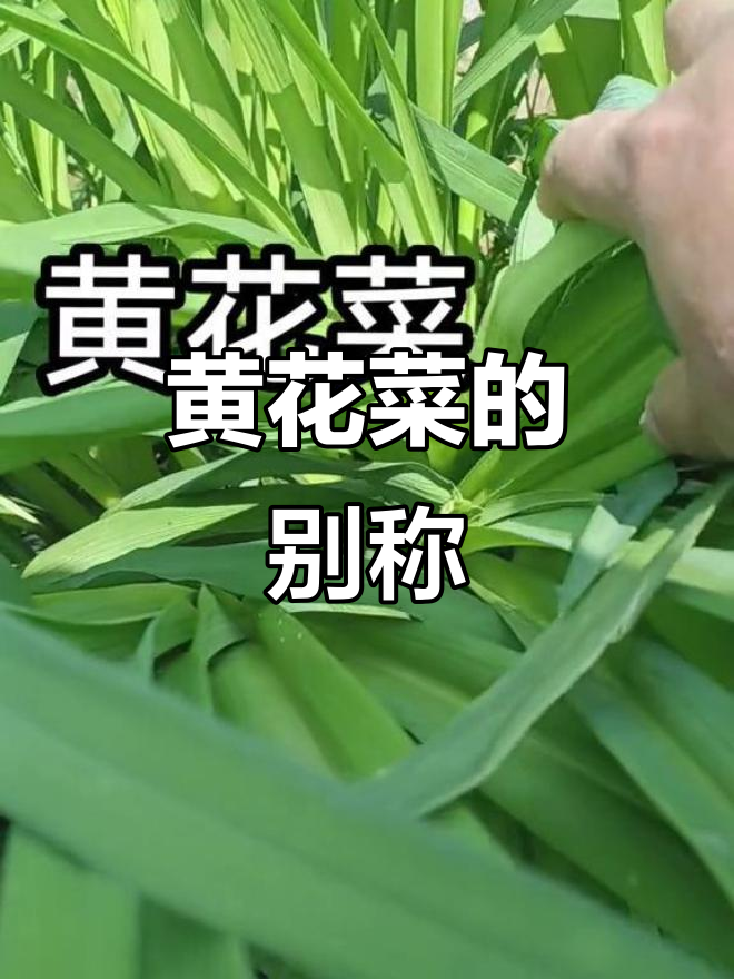 黄花菜,别名真真花,值得一试!