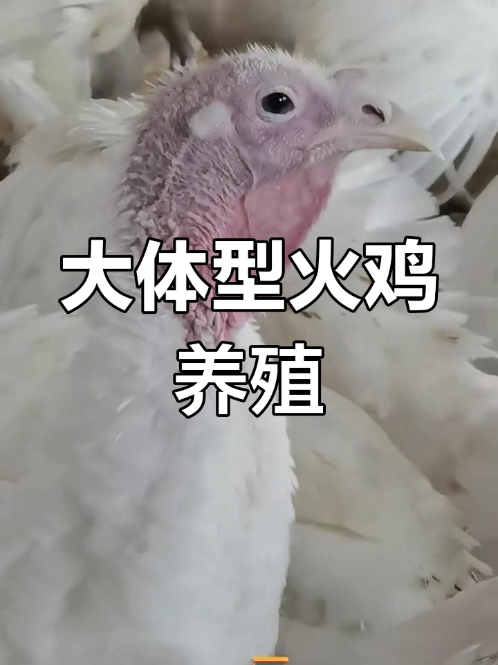 尼古拉火鸡品种对比:青铜与五百系