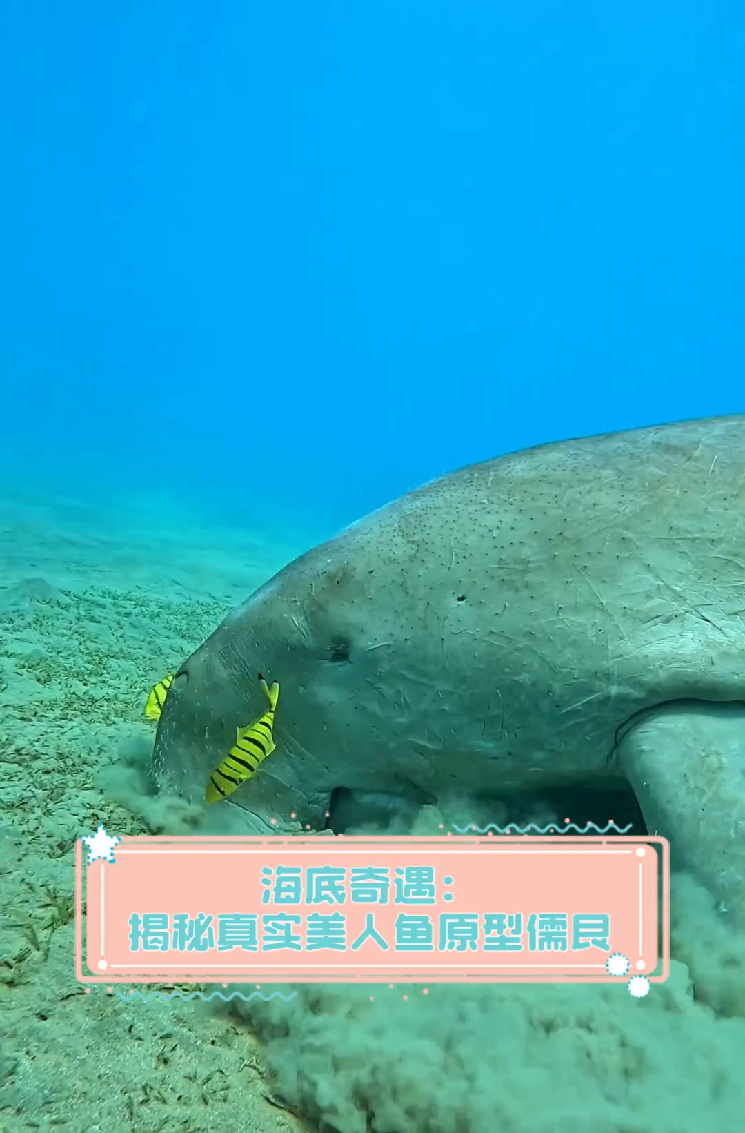 海底奇遇:揭秘真实美人鱼原型儒艮