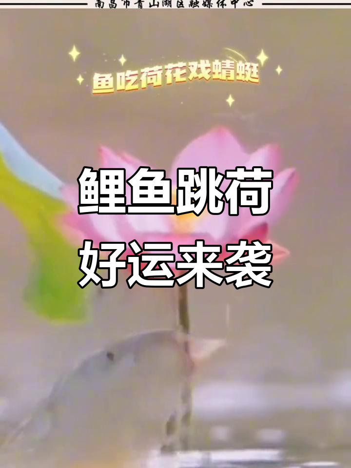 鲤鱼跃起啄荷花,好运连连梦想成真