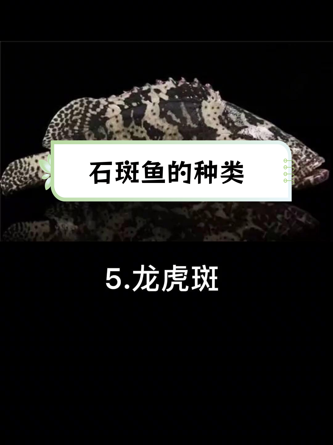 12种石斑鱼,吃过几种?