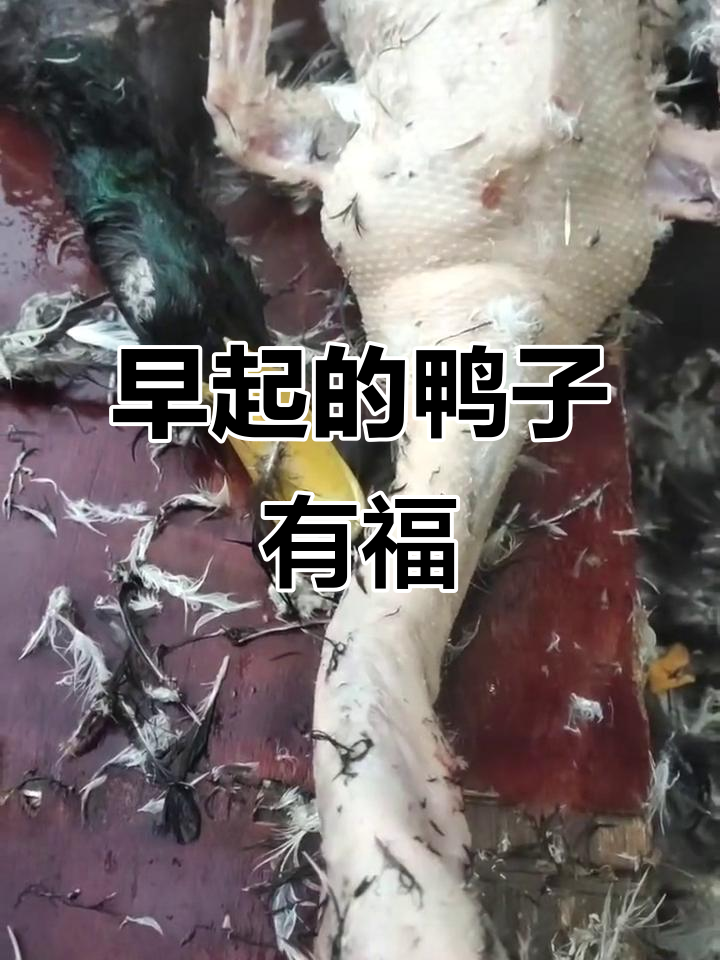 早起鸟儿有虫吃,七个月大绿头鸭带来丰盈美味