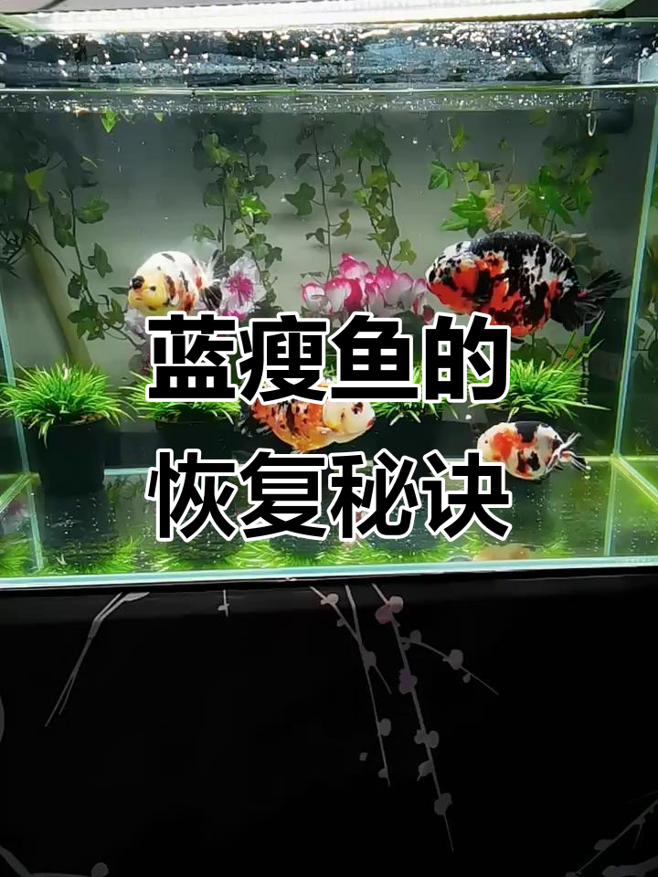 蓝瘦鱼应激反应与恢复过程,别急!