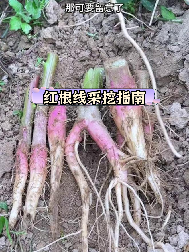 农村河边常见刺苋菜,根块大又粗