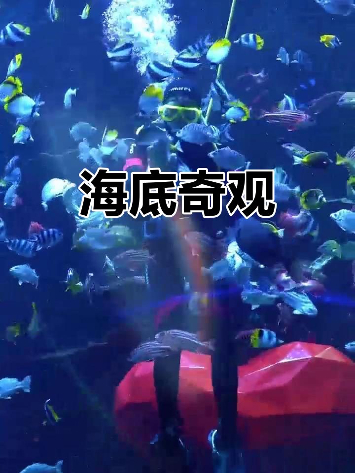 青岛海底世界,潜水员与鲨鱼共舞,震撼表演令人屏息!