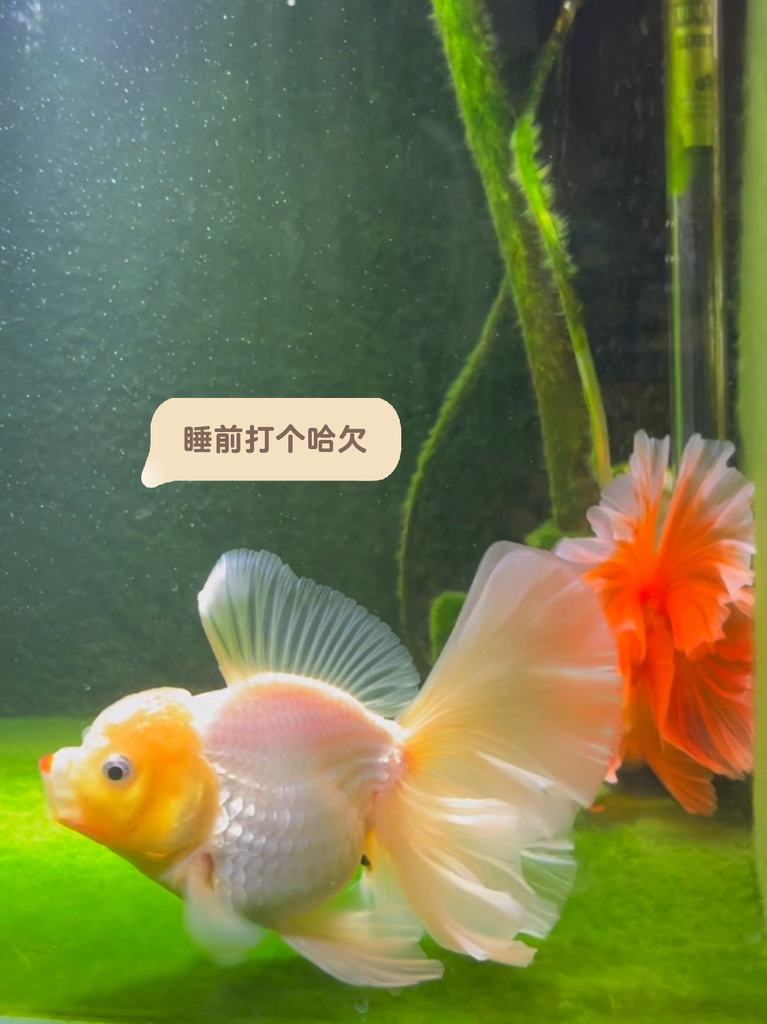 泰狮金鱼睡觉的样子