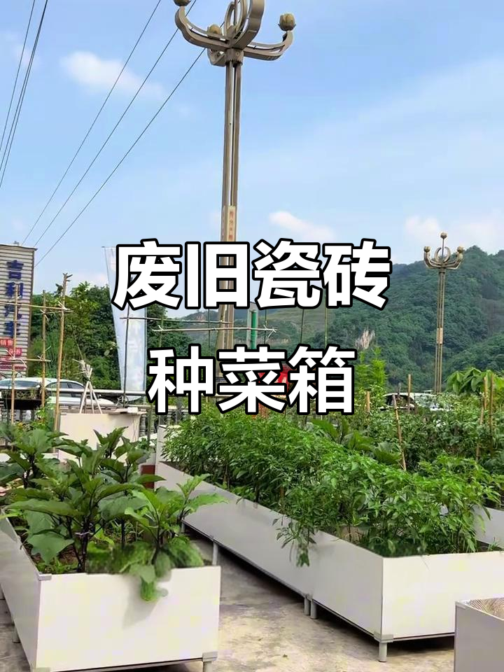 楼顶菜园新选择:废旧瓷砖打造轻巧耐用种植箱