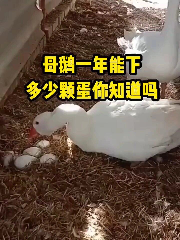 母鹅一年能产多少颗蛋你知道吗