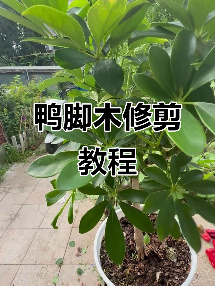 鸭脚木修剪技巧,打造更美观的造型